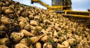 پیش‌بینی برداشت نیم میلیون تن چغندرقند در پیرانشهر