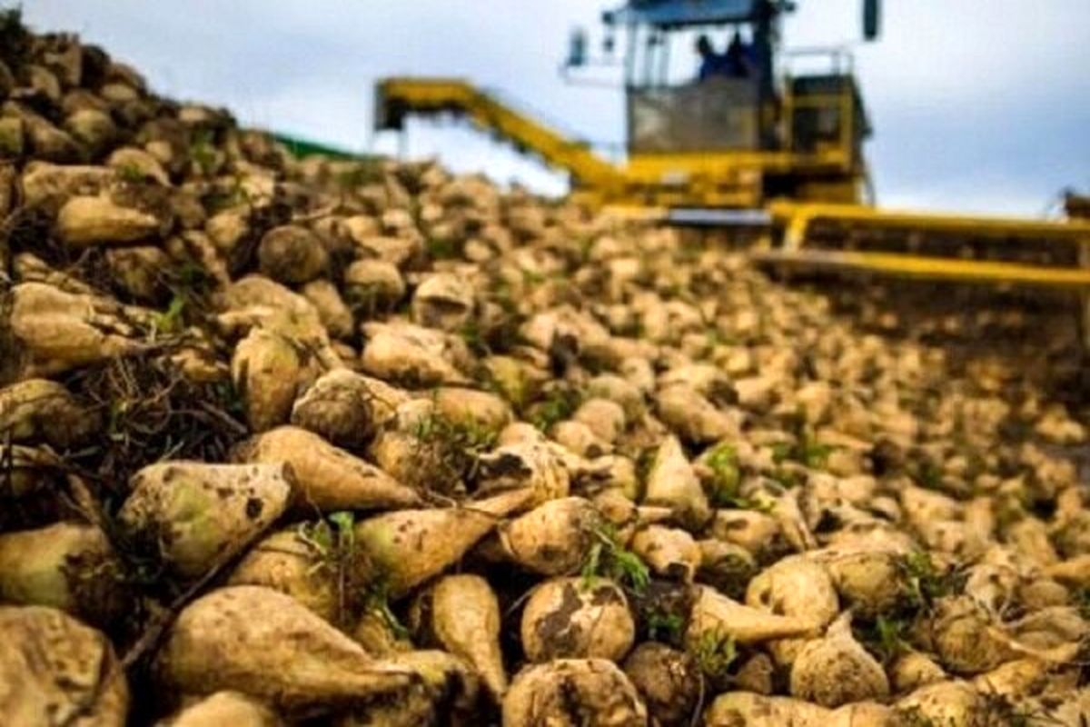 پیشبینی برداشت نیم میلیون تن چغندرقند در پیرانشهر