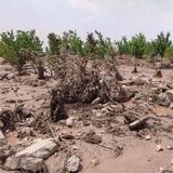 خسارت  هزار و ۸۰ میلیارد ریالی باران، سیل و تگرگ به کشاورزی نیشابور