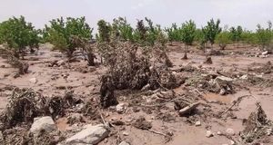 خسارت  هزار و ۸۰ میلیارد ریالی باران، سیل و تگرگ به کشاورزی نیشابور