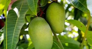 پیش‌بینی برداشت ۴ هزار تن انبه در جنوب استان کرمان