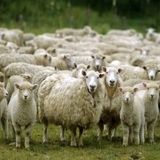 کاهش ۳ درصدی تعداد گاو و گوساله‌های دامداری‌های کشور