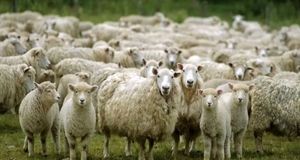 کاهش ۳ درصدی تعداد گاو و گوساله‌های دامداری‌های کشور