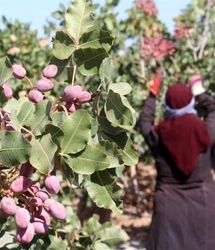 صادرات ۱۶۰ میلیون دلاری پسته خوشاب به کشورهای خارجی
