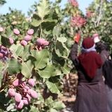 صادرات ۱۶۰ میلیون دلاری پسته خوشاب به کشورهای خارجی