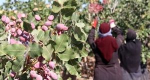 صادرات ۱۶۰ میلیون دلاری پسته خوشاب به کشورهای خارجی