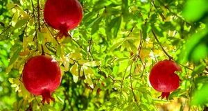 پیش بینی برداشت بیش از ۱۸ هزار تن انار در بهشهر