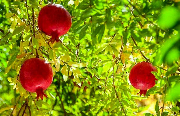 پیش بینی برداشت بیش از ۱۸ هزار تن انار در بهشهر