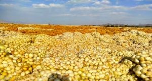 پیش‌بینی برداشت ۱۱ هزار تن پیاز در استان قزوین