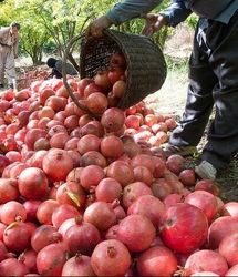 پیش‌بینی برداشت ۳۱ هزار تن انار در استان سیستان و بلوچستان