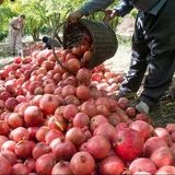 پیش‌بینی برداشت ۳۱ هزار تن انار در استان سیستان و بلوچستان