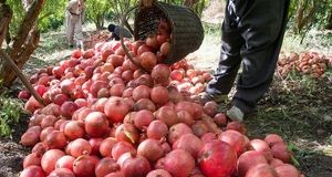 پیش‌بینی برداشت ۳۱ هزار تن انار در استان سیستان و بلوچستان