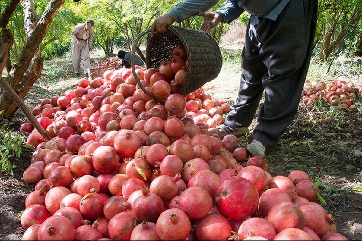پیشبینی برداشت ۳۱ هزار تن انار در استان سیستان و بلوچستان