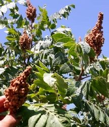 کاهش ۱۰ درصدی تولید و برداشت سماق در شهرستان گناباد