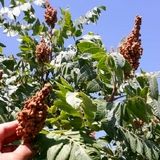 کاهش ۱۰ درصدی تولید و برداشت سماق در شهرستان گناباد