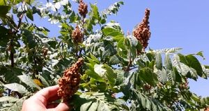 کاهش ۱۰ درصدی تولید و برداشت سماق در شهرستان گناباد