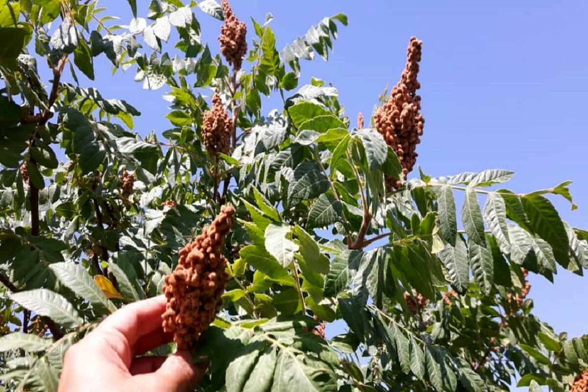 کاهش ۱۰ درصدی تولید و برداشت سماق در شهرستان گناباد