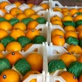 پیش‌بینی برداشت بیش از ۲.۶ میلیون تن مرکبات در استان مازندران