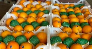پیش‌بینی برداشت بیش از ۲.۶ میلیون تن مرکبات در استان مازندران