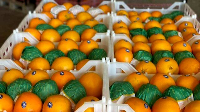پیش‌بینی برداشت بیش از ۲.۶ میلیون تن مرکبات در استان مازندران