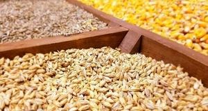 فرصت یک ماهه برای واردات نهاده‌های دامی فاقد ثبت سفارش در سقف سهمیه سالانه