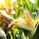 آغاز کاشت ذرت تابستانه در استان فارس