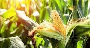 آغاز کاشت ذرت تابستانه در استان فارس
