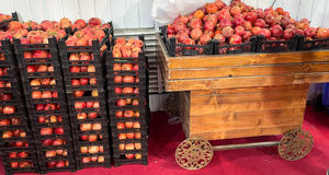 نخستین جشنواره انار در روستای «مارین» گچساران برگزار خواهدشد