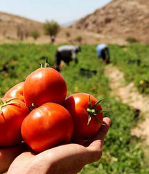 پیش‌بینی برداشت ۱۵۰ هزار تن گوجه فرنگی در بندر خمیر