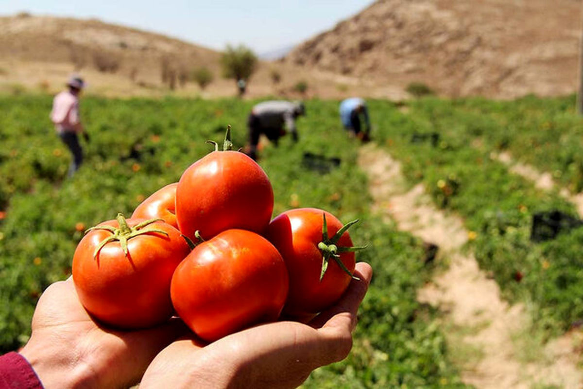 پیش‌بینی برداشت ۱۵۰ هزار تن گوجه فرنگی در بندر خمیر