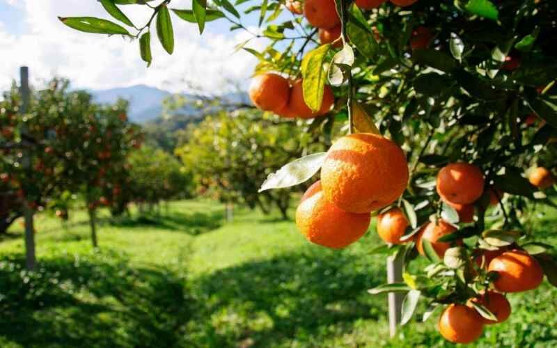 برداشت ۱۰ هزار تن مرکبات در استان سیستان و بلوچستان