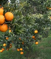 آغاز برداشت محصول نارنج از باغ‌های استان گیلان