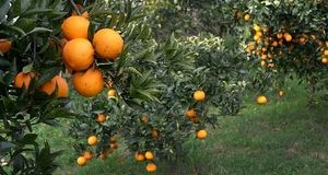 پیش‌بینی تولید ۲۳۰ هزار تنی مرکبات در استان گیلان