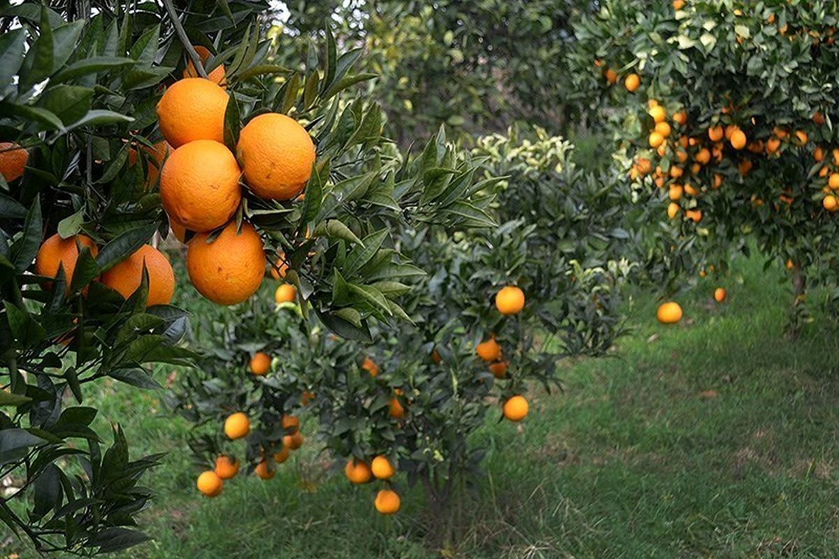آغاز برداشت محصول نارنج از باغهای استان گیلان