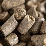 صادرات تفاله چغندر و نیشکر آزاد شد