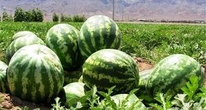آیا هندوانه‌های ایرانی آلوده به نیترات بالا هستند؟