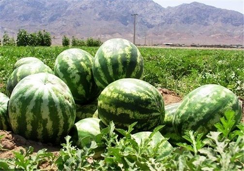 آیا هندوانه‌های ایرانی آلوده به نیترات بالا هستند؟