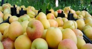 کاهش ۱۵ درصدی تولید میوه‌های هسته‌دار در استان کهگیلویه و بویراحمد