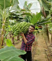 کشت موز در ۵۰ هزار متر مربع گلخانه در استان یزد