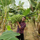 کشت موز در ۵۰ هزار متر مربع گلخانه در استان یزد