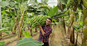 کشت موز در ۵۰ هزار متر مربع گلخانه در استان یزد