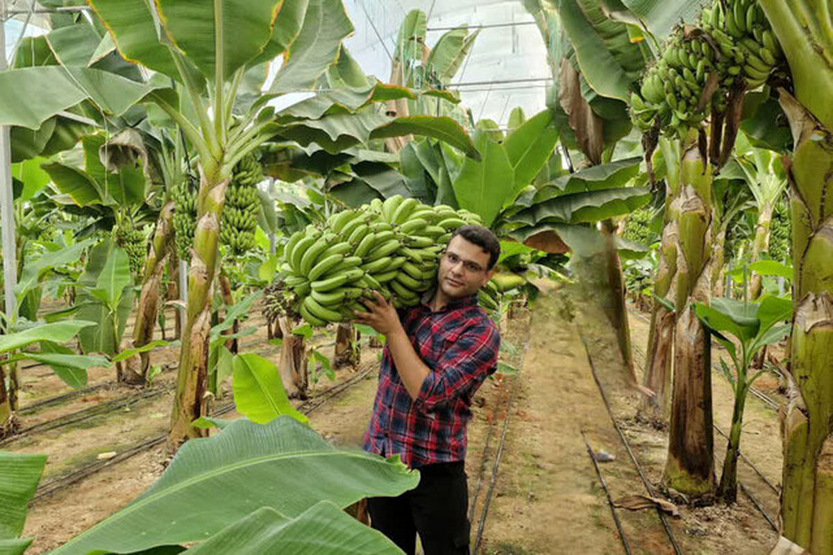 کشت موز در ۵۰ هزار متر مربع گلخانه در استان یزد