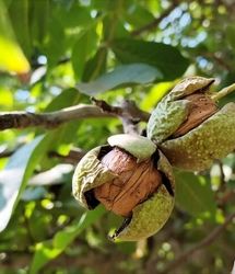 برداشت ۱۴ هزار تن گردو در استان فارس