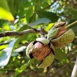 برداشت ۱۴ هزار تن گردو در استان فارس