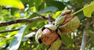 برداشت ۱۴ هزار تن گردو در استان فارس