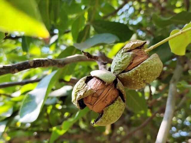 برداشت ۱۴ هزار تن گردو در استان فارس