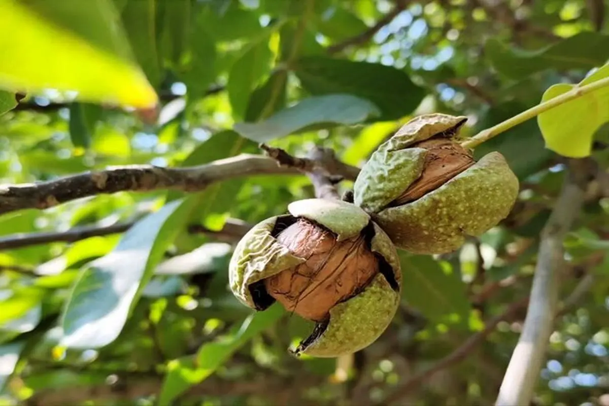 برداشت ۱۴ هزار تن گردو در استان فارس