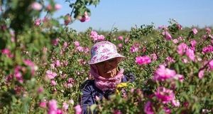 پیش‌بینی برداشت یک هزار و ۲۰۰ تن گل محمدی در استان همدان