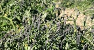خسارت ۹۰۰ میلیارد ریالی سرما و یخبندان به کشاورزی خوشاب