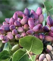 افزایش ۱۰ درصدی تولید پسته در گناباد